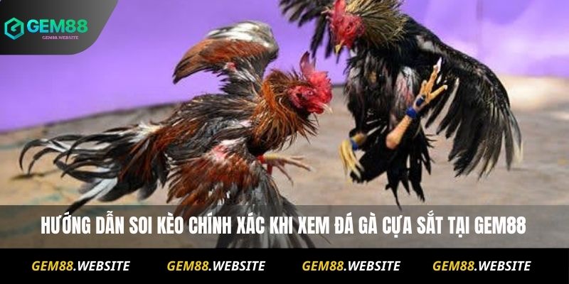 Đá Gà Cựa Sắt Online – Xem Trực Tiếp Và Soi Kèo Chuẩn 3 Hướng dẫn soi kèo chính xác khi xem đá gà cựa sắt tại Gem88