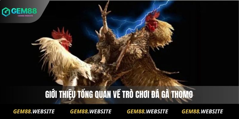 Đá Gà Thomo – Trực Tiếp, Lịch Thi Đấu Và Kèo Hấp Dẫn 2 Giới thiệu tổng quan về trò chơi Đá Gà Thomo