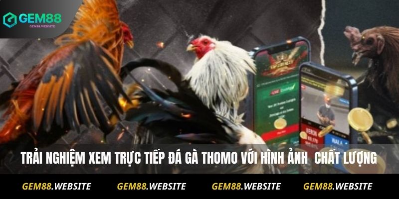 Đá Gà Thomo – Trực Tiếp, Lịch Thi Đấu Và Kèo Hấp Dẫn 3 Trải nghiệm xem trực tiếp Đá Gà Thomo với hình ảnh chất lượng